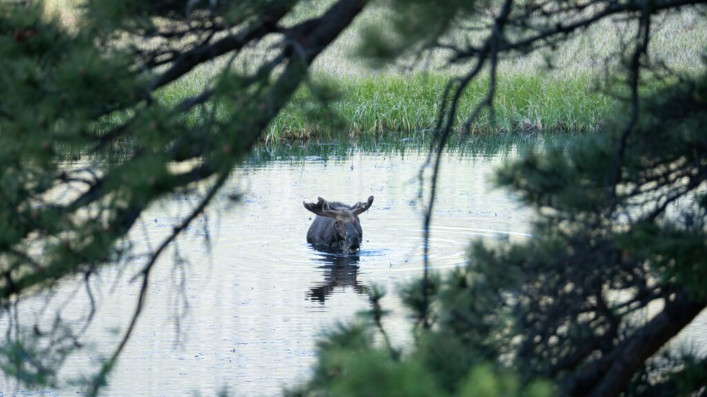 A moose standing knee-deep in lake water