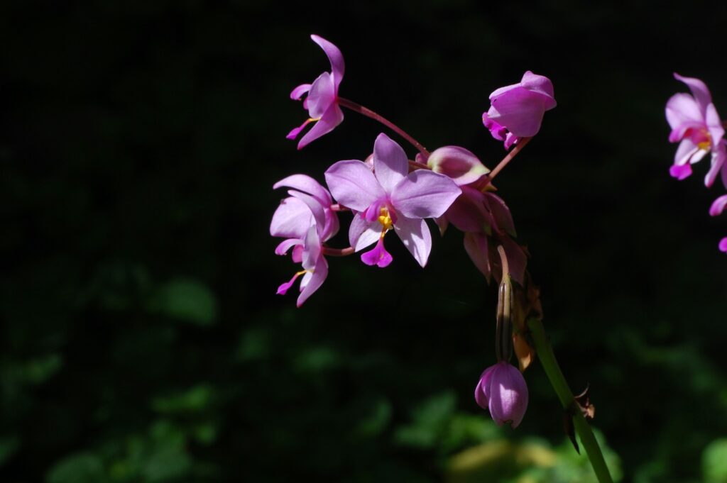 Mycoheterotrophic Plants - The Hackers of the Wood Wide Web