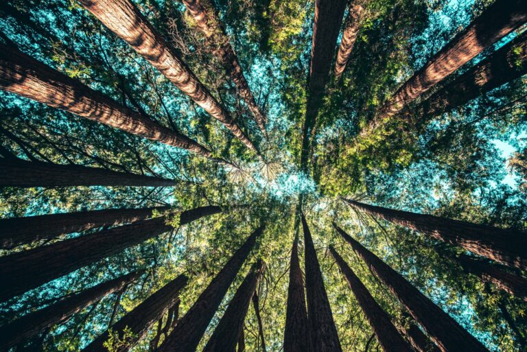 trees in wood wide web forest